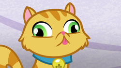 Size: 1920x1080 | Tagged: safe, screencap, episode:grannies gone wild, g4, my little pony: friendship is magic, bell, blep, cat, collar, derp, derp cat, lil bub, silly, tongue out, wall eyed