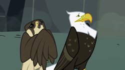 Size: 1280x720 | Tagged: safe, screencap, species:bird, episode:may the best pet win, g4, my little pony: friendship is magic, animal, bald eagle, bird of prey, duo, eagle, falcon, peregrine falcon, scared