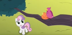 Size: 854x421 | Tagged: safe, screencap, character:constance, character:sweetie belle, species:bird, species:pony, species:unicorn, episode:surf and/or turf, g4, my little pony: friendship is magic, female, filly, ground, looking up, open mouth, solo, songbird, tree, tree branch