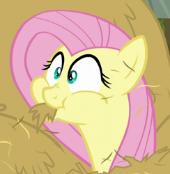 Size: 467x478 | Tagged: safe, screencap, character:fluttershy, species:pegasus, species:pony, episode:the hooffields and mccolts, g4, my little pony: friendship is magic, aweeg*, bust, cropped, female, hay, horses doing horse things, mare, portrait, puffy cheeks, solo