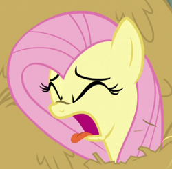 Size: 488x478 | Tagged: safe, screencap, character:fluttershy, species:pegasus, species:pony, episode:the hooffields and mccolts, g4, my little pony: friendship is magic, cropped, female, mare, open mouth, solo, tongue out