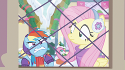 Size: 1280x720 | Tagged: safe, screencap, character:fluttershy, character:rainbow dash, species:pegasus, species:pony, episode:best gift ever, g4, my little pony: friendship is magic, angry, clothing, cute, dashabetes, earmuffs, female, gritted teeth, madorable, mare, rainbowsnap, scarf, snow, window