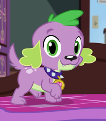 Size: 624x714 | Tagged: safe, screencap, character:spike, character:spike (dog), species:dog, episode:reboxing with spike!, g4, my little pony:equestria girls, collar, cropped, looking at you, male, paws, smiling, solo, spike's dog collar, tail