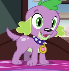 Size: 644x664 | Tagged: safe, screencap, character:spike, character:spike (dog), species:dog, episode:reboxing with spike!, g4, my little pony:equestria girls, cropped, looking at you, male, paws, smiling, spike's dog collar