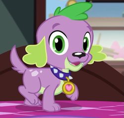 Size: 663x630 | Tagged: safe, screencap, character:spike, character:spike (dog), species:dog, episode:reboxing with spike!, g4, my little pony:equestria girls, collar, cropped, looking at you, male, paws, sci-twi's room, smiling, solo, spike's dog collar, tail