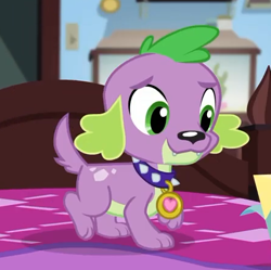 Size: 445x443 | Tagged: safe, screencap, character:spike, character:spike (dog), species:dog, episode:reboxing with spike!, g4, my little pony:equestria girls, collar, cropped, male, paws, sci-twi's room, spike's dog collar, tail
