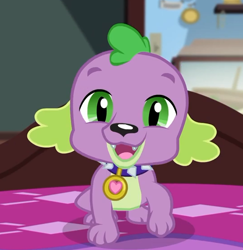 Size: 540x555 | Tagged: safe, screencap, character:spike, character:spike (dog), species:dog, episode:reboxing with spike!, g4, my little pony:equestria girls, collar, cropped, cute, looking at you, male, paws, puppy, spikabetes, spike's dog collar