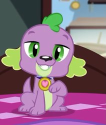 Size: 451x532 | Tagged: safe, screencap, character:spike, character:spike (dog), species:dog, episode:reboxing with spike!, g4, my little pony:equestria girls, collar, male, paws, spike's dog collar, tail