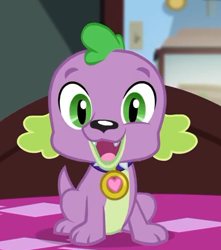 Size: 428x484 | Tagged: safe, screencap, character:spike, character:spike (dog), species:dog, episode:reboxing with spike!, g4, my little pony:equestria girls, collar, cropped, cute, looking at you, paws, smiling, spikabetes, spike's dog collar, tail