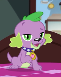 Size: 403x507 | Tagged: safe, screencap, character:spike, character:spike (dog), species:dog, episode:reboxing with spike!, g4, my little pony:equestria girls, cropped, looking at you, paws, sci-twi's room, smiling, spike's dog collar, tail
