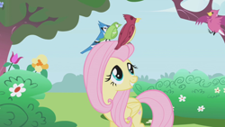 Size: 1280x720 | Tagged: safe, screencap, character:fluttershy, species:bird, species:pegasus, species:pony, episode:the ticket master, g4, my little pony: friendship is magic, blue jay, female, mare
