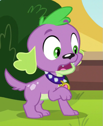 Size: 415x507 | Tagged: safe, screencap, character:spike, character:spike (dog), species:dog, equestria girls:friendship games, g4, my little pony:equestria girls, cropped, male, paws, solo, spike's dog collar, tail