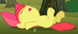 Size: 293x130 | Tagged: safe, screencap, character:apple bloom, species:earth pony, species:pony, episode:the super speedy cider squeezy 6000, g4, my little pony: friendship is magic, adorabloom, cropped, cute, fainted, female, filly, on back, passed out, solo