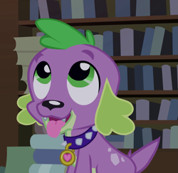 Size: 971x945 | Tagged: safe, screencap, character:spike, species:dog, equestria girls:equestria girls, g4, my little pony:equestria girls, cropped, cute, male, puppy, solo, spikabetes, spike the dog, spike's dog collar