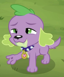 Size: 598x720 | Tagged: safe, screencap, character:spike, character:spike (dog), species:dog, episode:the road less scheduled, g4, my little pony:equestria girls, male, paws, spike's dog collar, tail, the road less scheduled: fluttershy