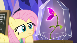 Size: 1680x942 | Tagged: safe, screencap, character:fluttershy, species:pony, episode:growing up is hard to do, g4, my little pony: friendship is magic, enchanted, flower, glass case, magic, pondering, solo, wishing flower
