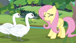 Size: 1920x1080 | Tagged: safe, screencap, character:fluttershy, species:bird, species:pegasus, species:pony, episode:the last problem, g4, my little pony: friendship is magic, cheerful, cute, eyes closed, female, folded wings, mare, mate, smiling, solo, swan, wings