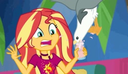 Size: 1145x667 | Tagged: safe, screencap, character:sunset shimmer, species:bird, species:seagull, episode:i'm on a yacht, g4, my little pony:equestria girls
