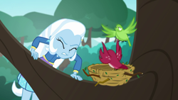 Size: 1280x720 | Tagged: safe, screencap, character:trixie, species:bird, episode:a little birdie told me, g4, my little pony:equestria girls, bird nest, nest, tree, tree branch