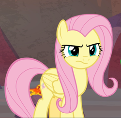 Size: 879x853 | Tagged: safe, screencap, character:fluttershy, species:pegasus, species:pony, episode:sweet and smoky, g4, my little pony: friendship is magic, cropped, female, fluttershy is not amused, mare, solo, unamused