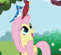 Size: 732x660 | Tagged: safe, screencap, character:fluttershy, species:bird, species:pegasus, species:pony, folded wings, open mouth, sky, smiling, wings