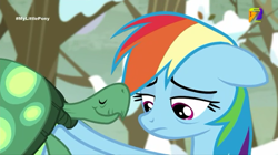 Size: 540x303 | Tagged: safe, screencap, character:rainbow dash, character:tank, episode:tanks for the memories, g4, my little pony: friendship is magic, azteca 7, sad, tv azteca