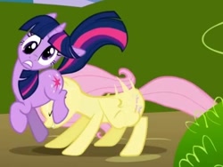 Size: 560x421 | Tagged: safe, screencap, character:fluttershy, character:twilight sparkle, species:pegasus, species:pony, species:unicorn, episode:friendship is magic, g4, my little pony: friendship is magic, derp, duo, faceful of ass, headbutt, out of context