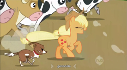 Size: 855x471 | Tagged: safe, screencap, character:applejack, character:winona, genocide, youtube caption
