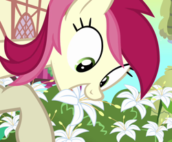 Size: 870x720 | Tagged: safe, screencap, character:roseluck, episode:a friend in deed, g4, my little pony: friendship is magic, calla lily, flower, grazing, herbivore, horses doing horse things, lily (flower), solo