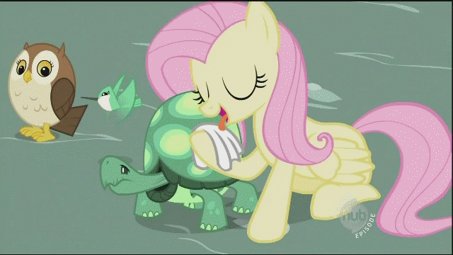 Size: 640x360 | Tagged: safe, screencap, character:fluttershy, character:tank, species:owl, episode:may the best pet win, g4, my little pony: friendship is magic, animated, cleaning, eyes closed, hub logo, hug, hummingbird, hummingway, licking, nuzzling, tongue out, wink