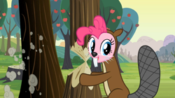 Size: 1054x592 | Tagged: safe, screencap, character:pinkie pie, episode:a friend in deed, g4, my little pony: friendship is magic, beaver, bucktooth, clothing, costume, cute, looking at you, open mouth, smiling, solo, tree