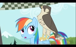 Size: 1680x1050 | Tagged: safe, screencap, character:rainbow dash, episode:may the best pet win, g4, my little pony: friendship is magic, hawk, youtube, youtube caption