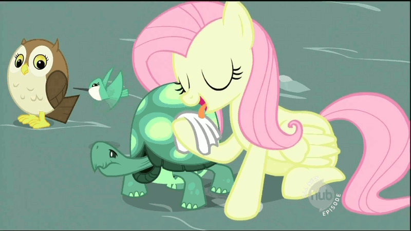 Size: 800x450 | Tagged: safe, screencap, character:fluttershy, character:tank, species:owl, species:pegasus, species:pony, episode:may the best pet win, g4, my little pony: friendship is magic, animated, eyes closed, female, hub logo, hummingbird, licking, male, mare, open mouth, rag, reversed, tongue out, tortoise