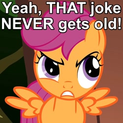 Size: 500x500 | Tagged: safe, screencap, character:scootaloo, species:pegasus, species:pony, episode:the show stoppers, g4, my little pony: friendship is magic, angry, annoyed, caption, frown, image macro, reaction image, scootaloo is not amused, solo, spread wings, unamused, wings