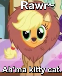Size: 305x377 | Tagged: safe, screencap, character:applejack, species:earth pony, species:pony, episode:scare master, g4, my little pony: friendship is magic, applecat, applelion, big cat, c:, caption, clothing, costume, cute, face paint, female, image macro, jackabetes, lion, mare, meme, nightmare night, nightmare night costume, rawr, silly, silly pony, smiling, solo, sugarcube corner, who's a silly pony