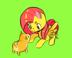 Size: 574x459 | Tagged: artist needed, safe, character:fluttershy, /mlp/, anus, blep, cute, doge, eye contact, looking at each other, looking down, nose wrinkle, nudity, scrunchy face, shiba inu, shyabetes, silly, simplistic anus, spread wings, tongue out, wings