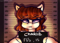 Size: 1828x1332 | Tagged: artist needed, safe, oc, oc only, oc:charlie, species:earth pony, species:pony, arrested, blue eyes, curly hair, female, jail, mare, mugshot, solo, unshorn fetlocks