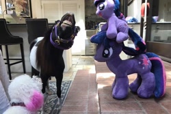 Size: 960x640 | Tagged: artist needed, safe, photographer:tara strong, character:twilight sparkle, species:dog, species:pony, faec, flehmen response, hoers, horse-pony interaction, horses doing horse things, irl, miniature horse, pearl (horse), photo, plushie, real, real pony, toy