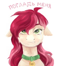 Size: 1800x2000 | Tagged: artist needed, safe, character:roseluck, species:pony, bust, crying, cyrillic, floppy ears, pet tag, pony pet, portrait, rosepet, russian, sad, solo, text, translated in the description