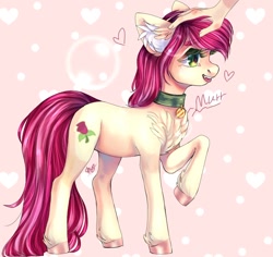 Size: 974x920 | Tagged: artist needed, safe, character:roseluck, species:earth pony, species:human, species:pony, behaving like a cat, chest fluff, collar, cute, digital art, ear fluff, female, fluffy, hand, heart, hoof fluff, mare, pet collar, pet tag, petting, pony pet, purring, raised hoof, rosepet