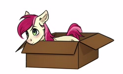 Size: 2496x1504 | Tagged: artist needed, safe, character:roseluck, species:earth pony, species:pony, behaving like a cat, blushing, box, cheek fluff, collar, cute, digital art, ear fluff, female, fluffy, lying down, mare, pony in a box, pony pet, rosepet, simple background, solo, white background