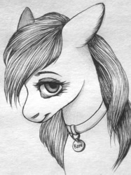 Size: 449x600 | Tagged: artist needed, safe, character:roseluck, species:earth pony, species:pony, bust, collar, cute, female, mare, monochrome, pet tag, pony pet, portrait, rosepet, solo, traditional art