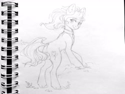 Size: 2560x1920 | Tagged: artist needed, safe, character:roseluck, species:pony, collar, cute, pet tag, pony pet, rosepet, traditional art, windswept mane
