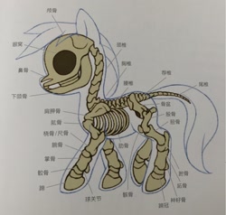 Size: 1342x1280 | Tagged: artist needed, safe, species:pony, anatomy, bone, chinese, skeleton, solo, translation request