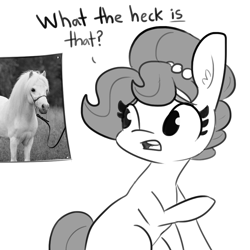 Size: 1080x1080 | Tagged: safe, artist:tjpones, oc, oc only, oc:brownie bun, species:earth pony, species:pony, dialogue, female, grayscale, heck, horse, horse-pony interaction, irl, irl horse, jewelry, mare, miniature horse, monochrome, necklace, open mouth, pearl necklace, photo, simple background, white background
