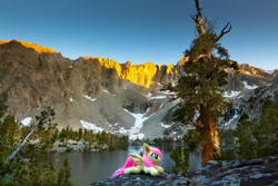 Size: 1600x1067 | Tagged: safe, artist:lanacraft, artist:natureshy, character:flutterbat, character:fluttershy, species:bat pony, california, equestria: into the wild, irl, lake, mountain, photo, photography, plushie, ponies around the world, ponies in real life, race swap, sunset
