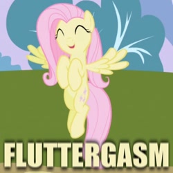 Size: 540x540 | Tagged: safe, edit, edited screencap, screencap, character:fluttershy, species:pegasus, species:pony, episode:friendship is magic, g4, my little pony: friendship is magic, caption, cute, female, fluttergasm, mare, reaction image, shyabetes, solo, squee