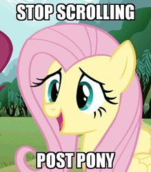 Size: 438x499 | Tagged: safe, edit, edited screencap, screencap, character:fluttershy, female, get, image macro, index get, meme, solo