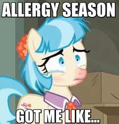Size: 814x847 | Tagged: safe, edit, edited screencap, screencap, character:coco pommel, episode:the saddle row review, g4, my little pony: friendship is magic, allergies, cocobetes, cute, dishevelled, female, image macro, meme, messy mane, red nosed, solo, teary eyes, text