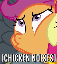 Size: 425x478 | Tagged: safe, edit, edited screencap, screencap, character:scootaloo, species:chicken, species:pegasus, species:pony, episode:the fault in our cutie marks, g4, my little pony: friendship is magic, caption, cropped, image macro, meme, reaction image, scootachicken, text